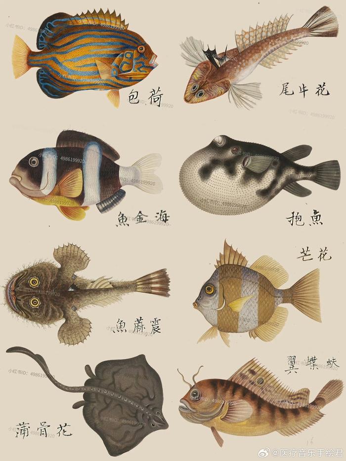 中国海鱼图解