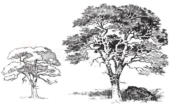 树的手绘画法