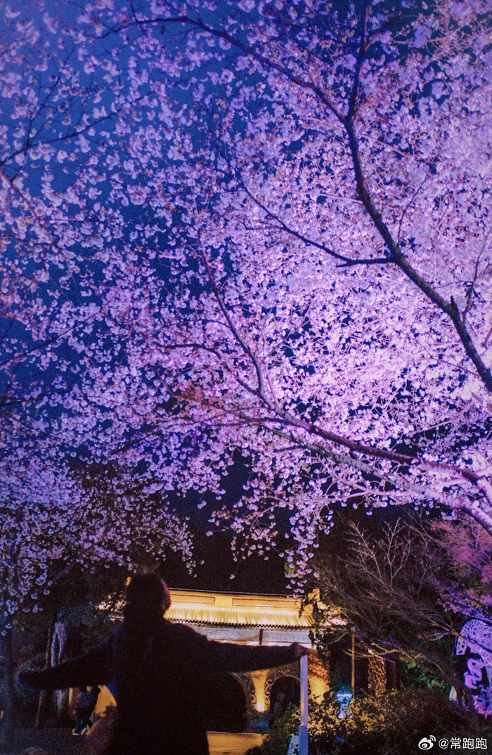 鼋头渚的夜樱美不美要看樱花树下有没有自己