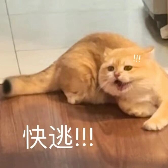 快来领取您的可爱猫猫表情包呀