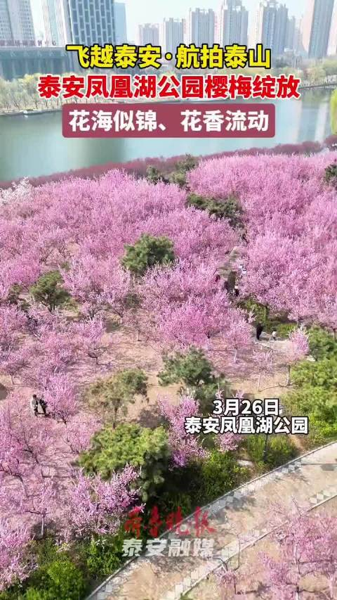 飞越泰安·航拍泰山丨泰安凤凰湖公园樱梅绽放,花海似锦
