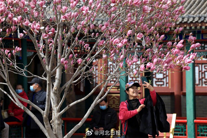 3月30日4月7日赵县梨花节来了