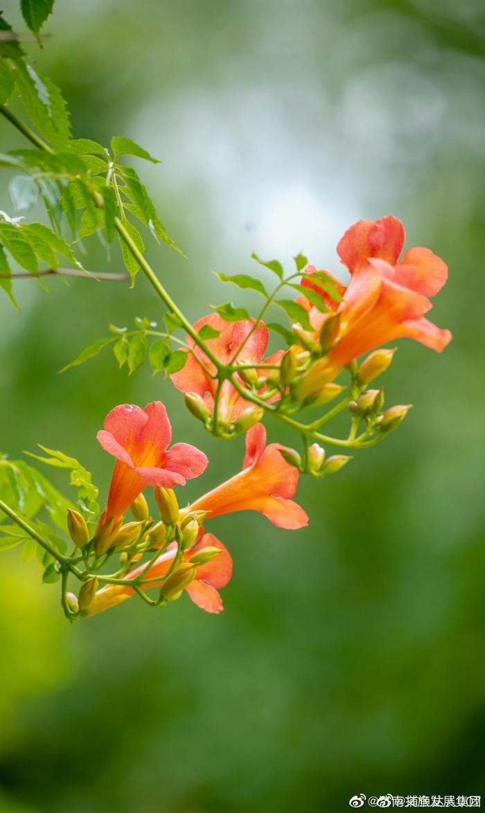 夏天公园里的花图片