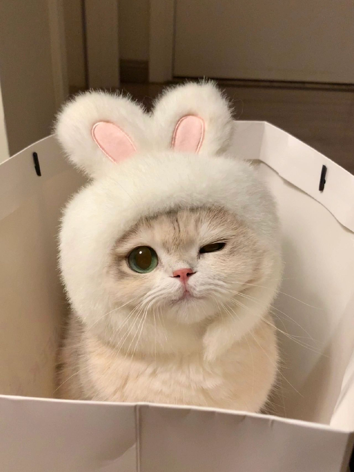 小猫咪真的让人看的哈特软软拍照简直太萌了敲可爱的