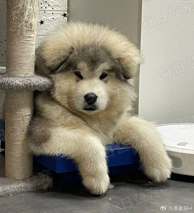 狗子睡着突然狂叫,四肢僵硬表情扭曲,一顿检查后……医生笑哭了|狗子