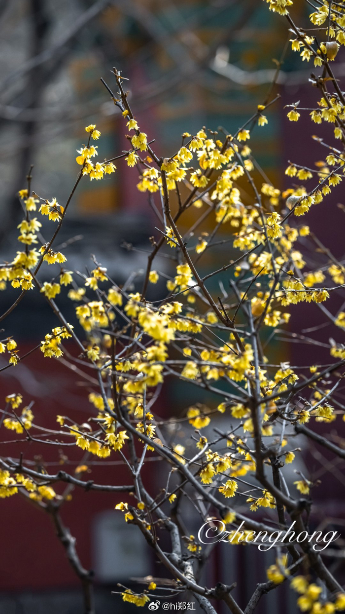 阳春三月北京卧佛寺蜡梅飘香摄影