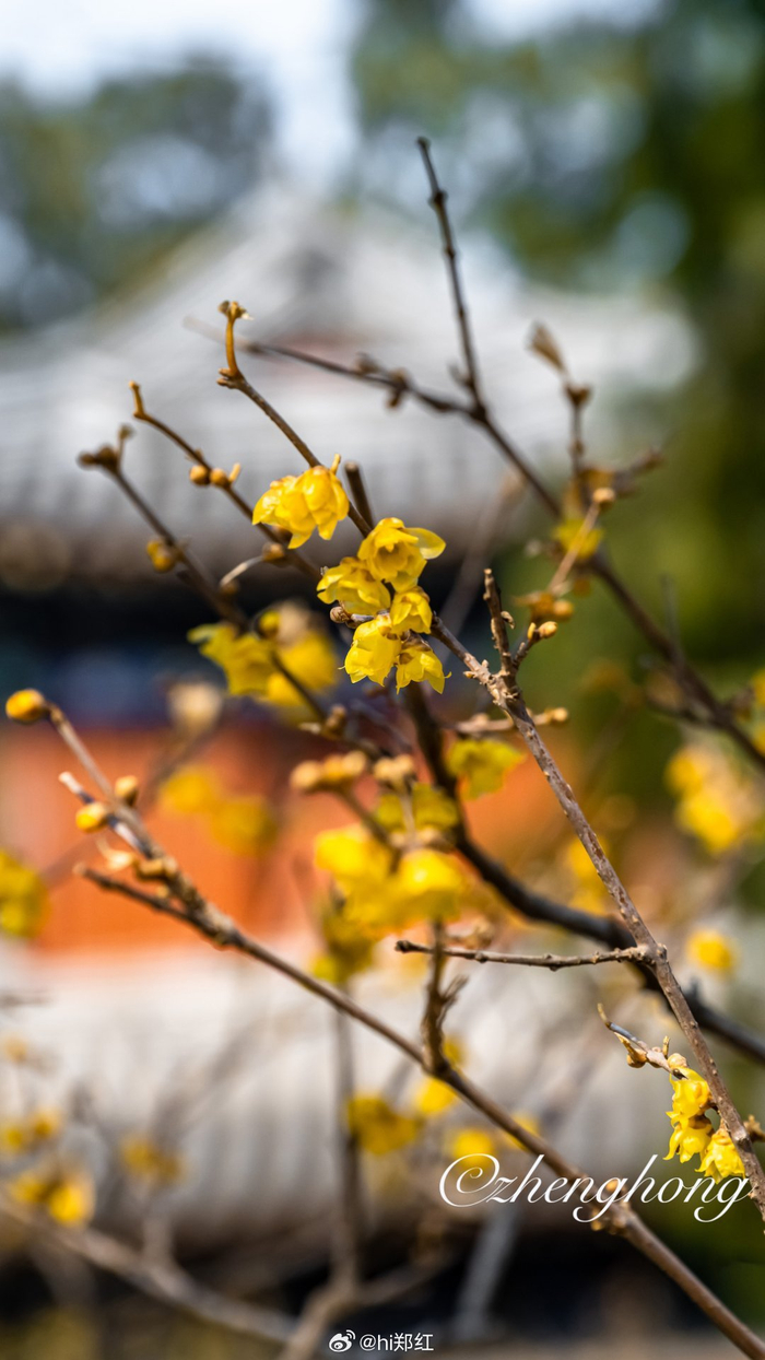 阳春三月北京卧佛寺蜡梅飘香摄影