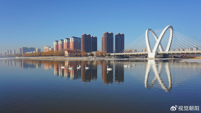 白天鹅活跃在辽宁省朝阳市城市中心区域,成为数九寒冬里的一道美景