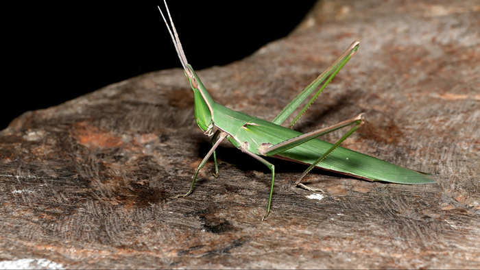它们学名又叫啥?