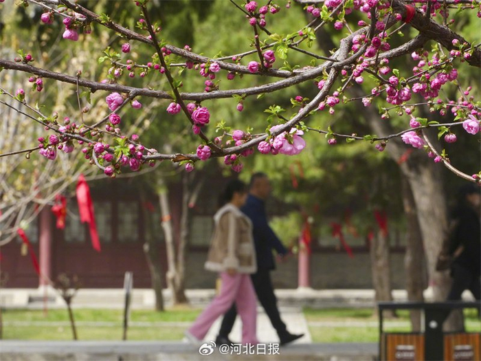 3月30日4月7日赵县梨花节来了
