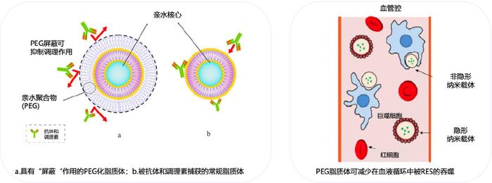 peg的作用機制鹽酸伊立替康脂質體注射液(ii)採用了進口的peg磷脂膜