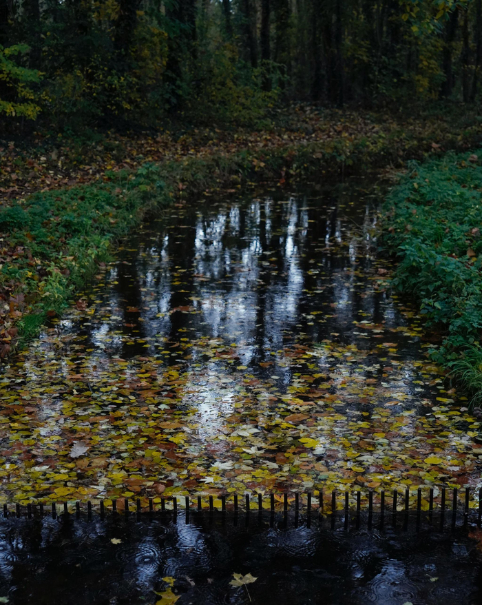 住在森林边清晨和傍晚的晦暗让人着迷