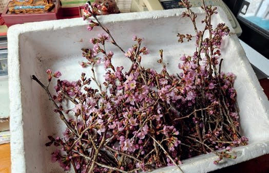 可有可无的叶子?