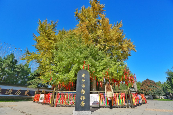 楼观台|楼观|银杏_新浪新闻