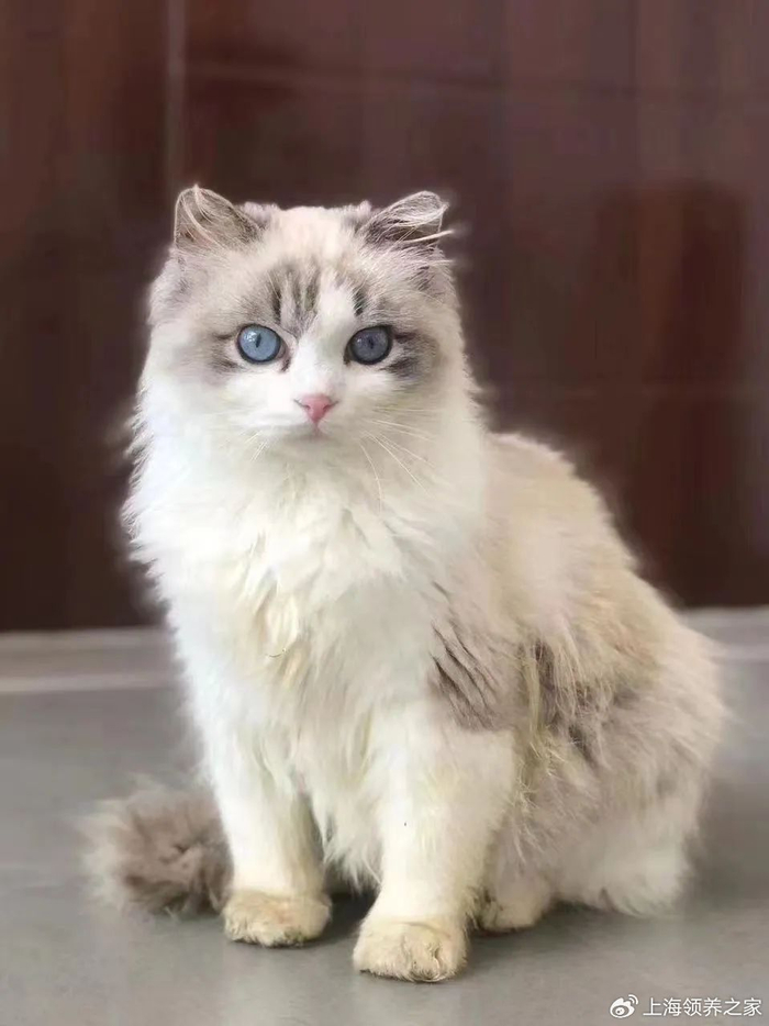 【1】你见过疯掉的布偶猫吗?