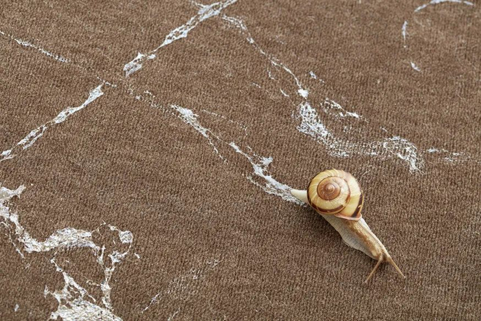 蜗牛爬过的地方为什么会留下"足迹"?|蜗牛|足迹|粘液_新浪新闻