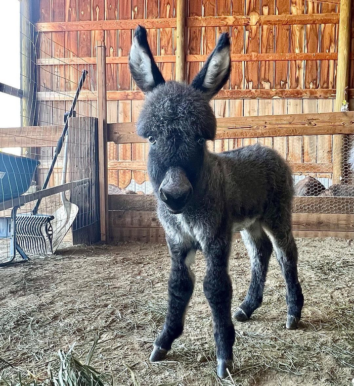 很久没搬驴了搬一组最近云吸的迷你驴