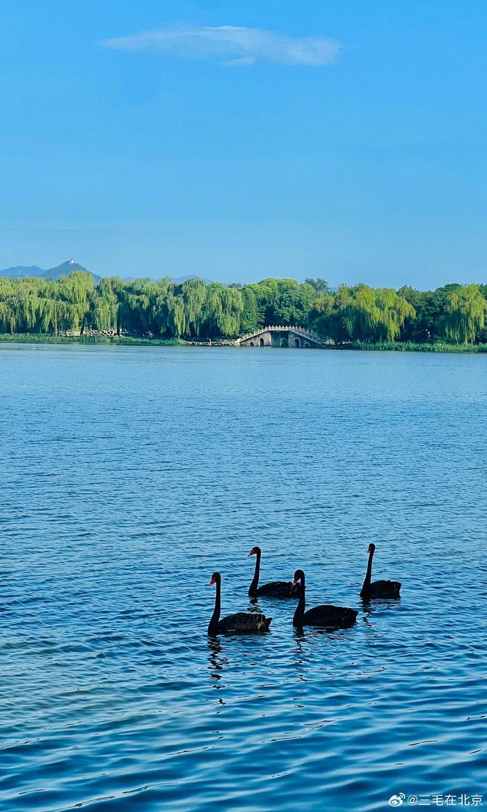 北京 圆明园 福海 天鹅湖美景 摄影