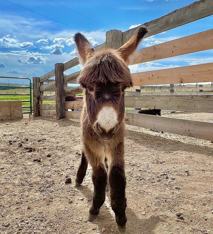 很久没搬驴了搬一组最近云吸的迷你驴