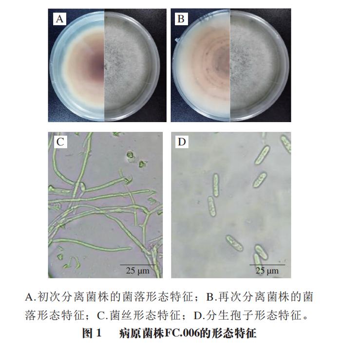 南京农业大学肖红梅教授等无花果采后炭疽病原菌鉴定