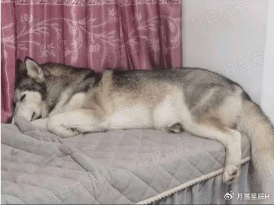 狗子睡着突然狂叫四肢僵硬表情扭曲一顿检查后医生笑哭了