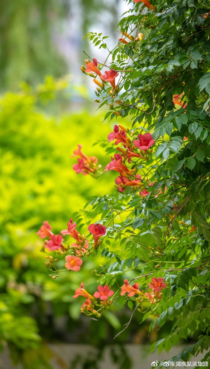 夏天公园里的花图片