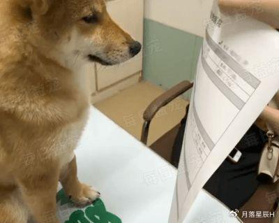 狗子睡着突然狂叫四肢僵硬表情扭曲一顿检查后医生笑哭了