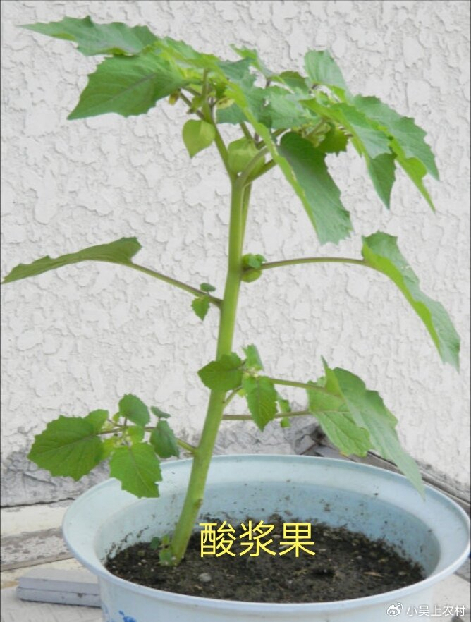 苦蘵俗称灯笼草,灯笼泡,打额泡,儿时当玩具,煮水作用厉害了