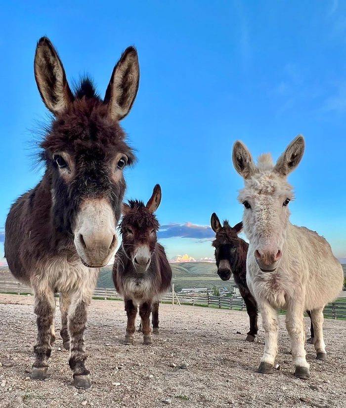 很久没搬驴了搬一组最近云吸的迷你驴