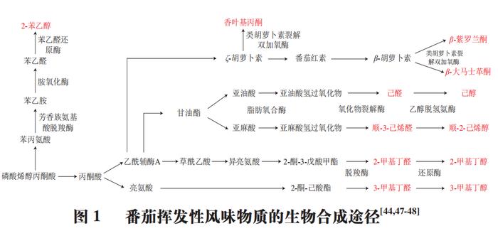 近年來,學者們通過識別重要的結構基因以及關鍵酶,已逐漸發現番茄果實