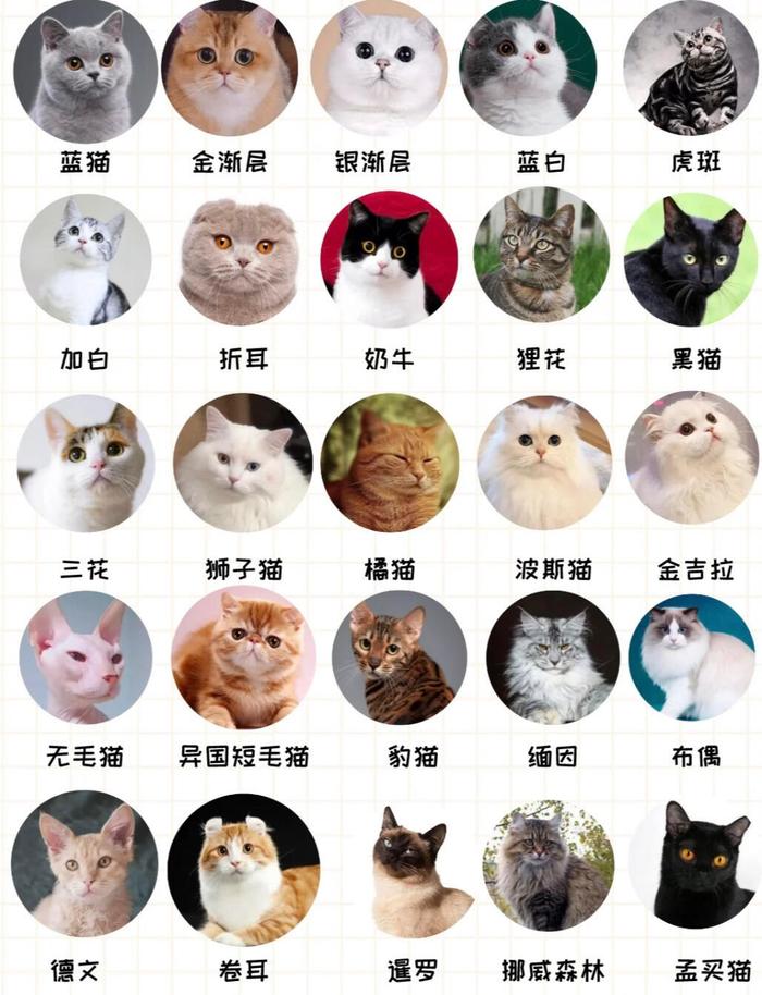 宠物猫排行榜前十名图片