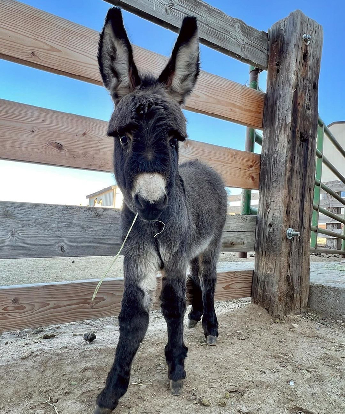 很久没搬驴了搬一组最近云吸的迷你驴