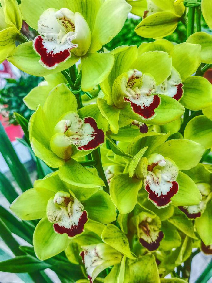 绿色花朵大花蕙兰原创拍摄