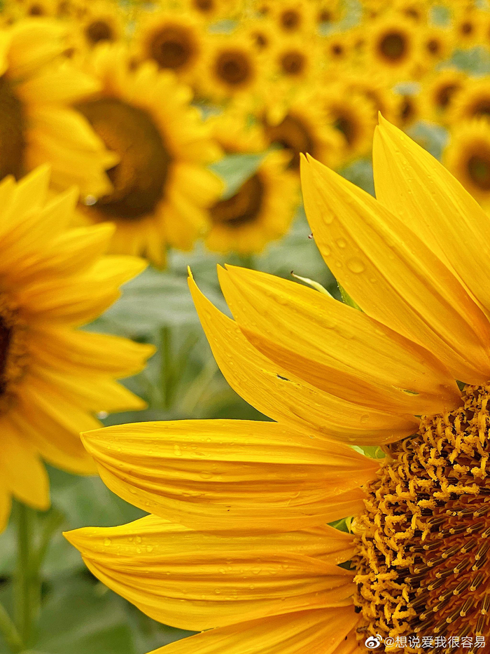 雨中的奥森百亩向日葵花海__财经头条
