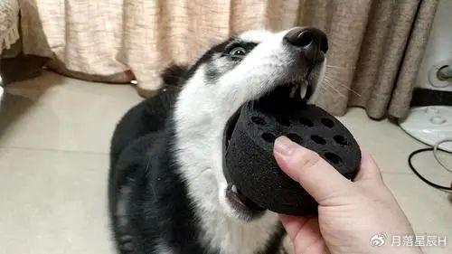 狗子睡着突然狂叫,四肢僵硬表情扭曲,一顿检查后