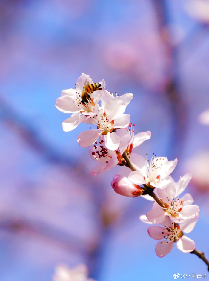 北京陶然亭公园山桃花初开, 摄影