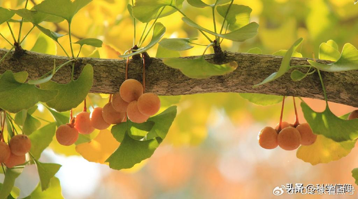 拥有“活化石”之称的银杏树，都说它的果实有毒，能吃吗？|活化石|白果|银杏树_新浪新闻