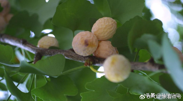 拥有“活化石”之称的银杏树，都说它的果实有毒，能吃吗？|活化石|白果|银杏树_新浪新闻