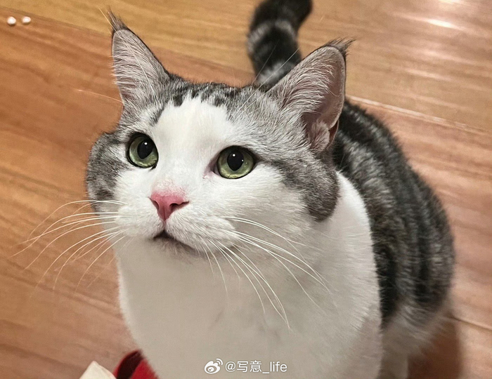 老师们的猫神似搞笑瞬间