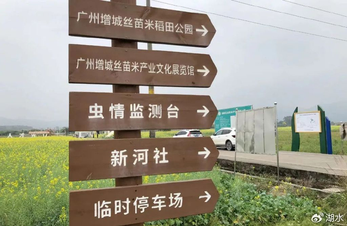 广州最美的油菜花,在增城朱村,田野里藏着诗意的春天|增城|油菜花