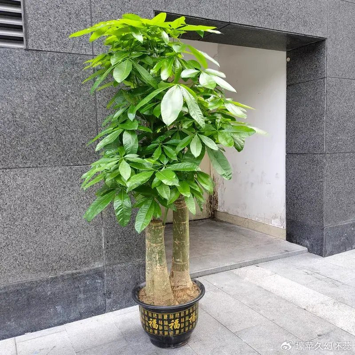 无论庭院种树,还是室内环境种树,都是幸福指数提高的关键因素,寓意