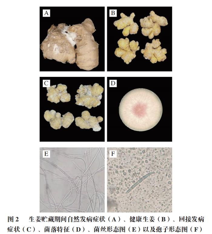 禾谷镰刀菌的菌落形态图片