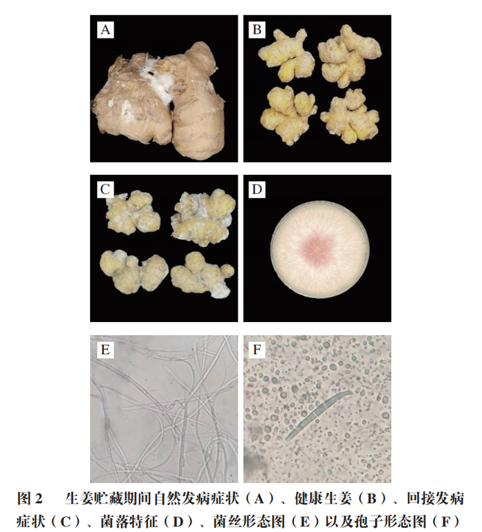 浙江省农业科学院陈杭君研究员等:鲜姜采后禾谷镰刀菌侵染过程