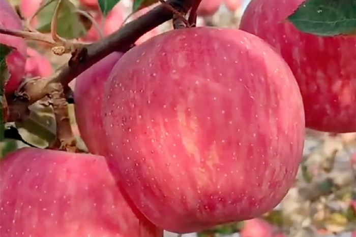 经过比对,15种苹果榜上有名,您吃过几种?