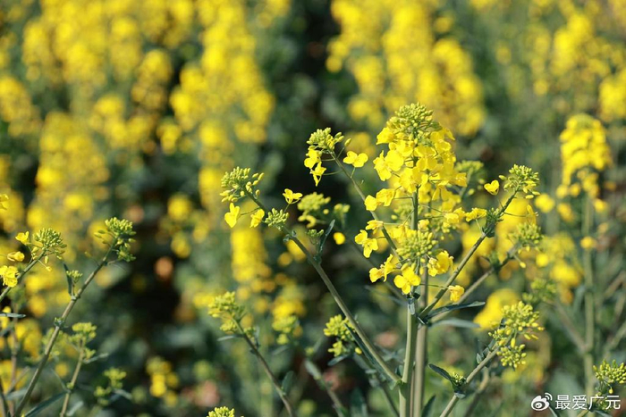 广元最美花海出炉,朝天樱桃花,利州油菜花,你想去哪里吗?|广元|油菜花