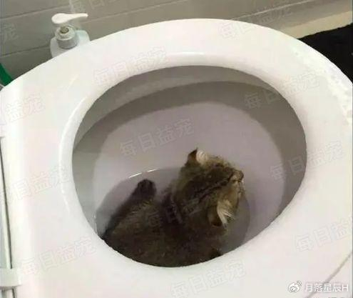 猫咪|粪坑|猫_新浪新闻