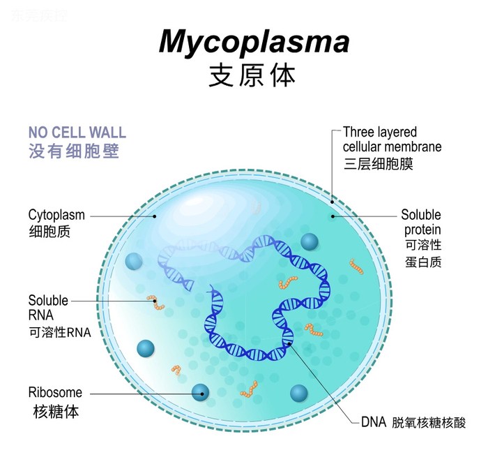 肺炎支原体无细胞壁结构,像是没有穿"外套"的细菌.
