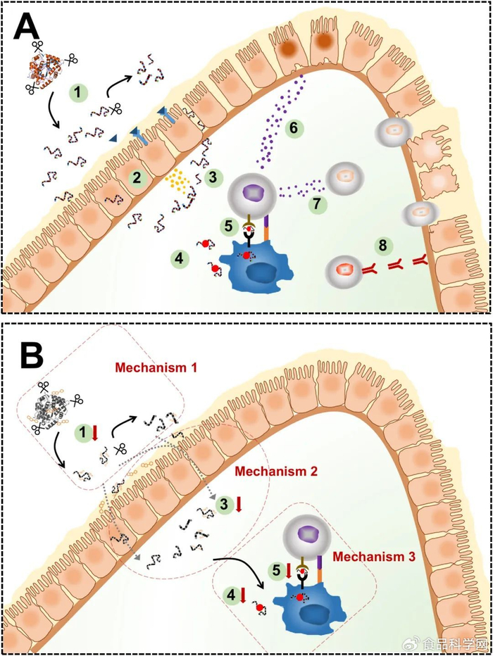集美大学曹敏杰教授多肽多酚复合体的形成提高了多肽的功能性