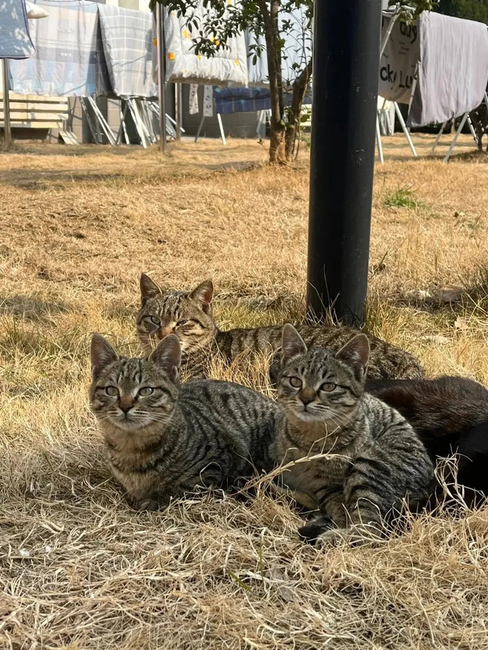 怪不得都说狸花猫美 不愧是猫界美女!