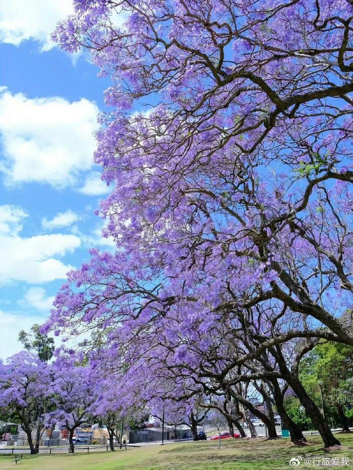 蓝楹花最美图片